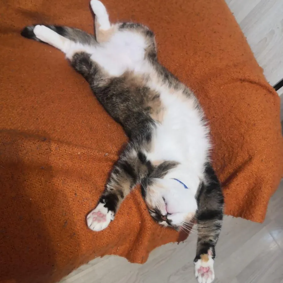 Кошки смогут жить до 30 лет