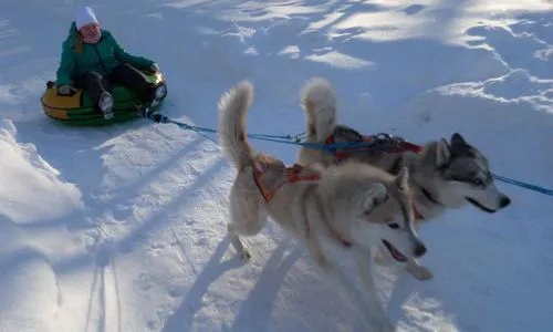 Маленьких нижнекамцев приглашают в парк «СемьЯ» покататься на собачьих упряжках