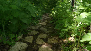 Застройка отменяется - Монастырская роща признана парком