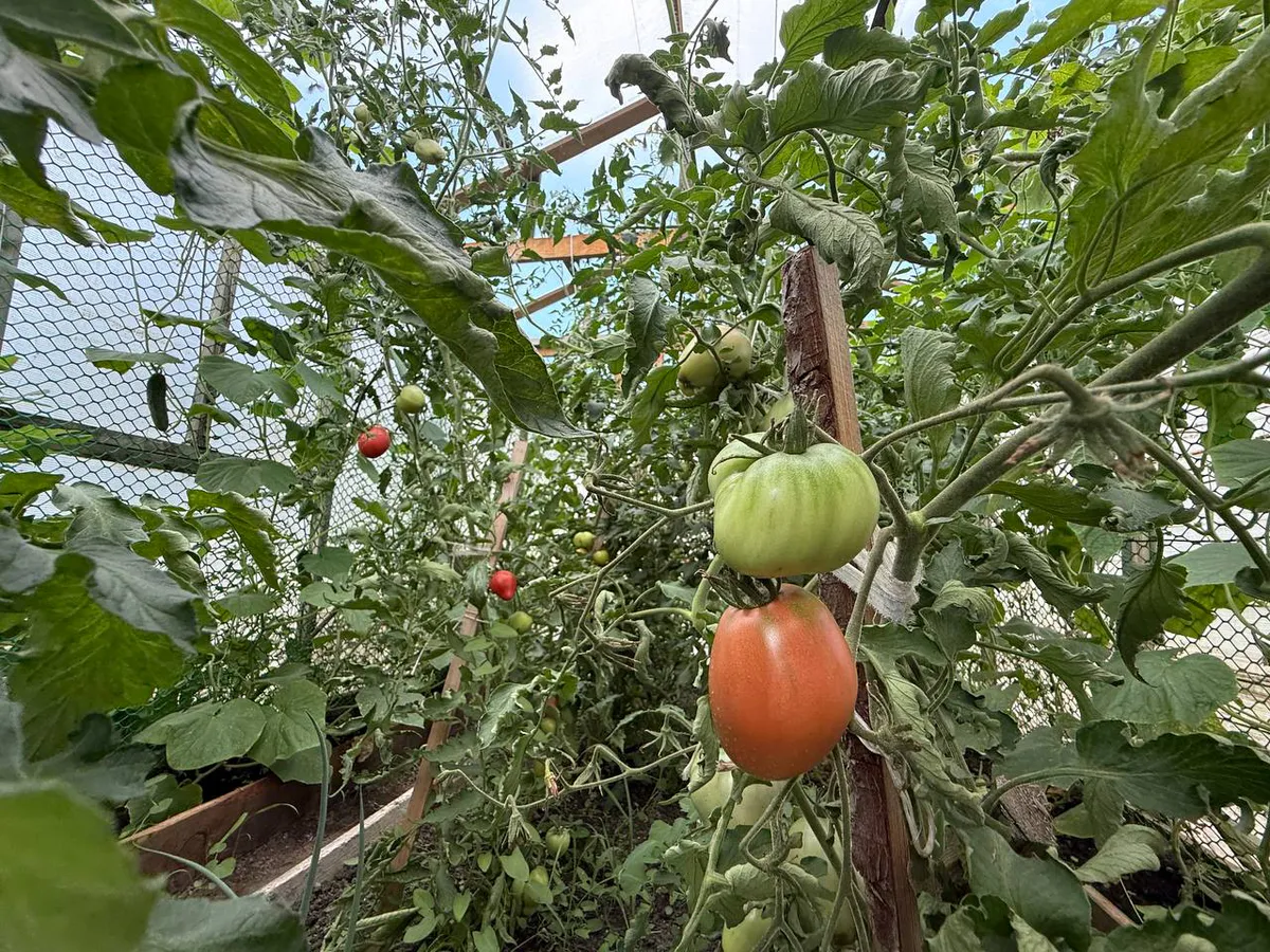 Весной посею для открытого грунта единственный сорт: томатов куча даже в дождливое лето, хватит на всю родню