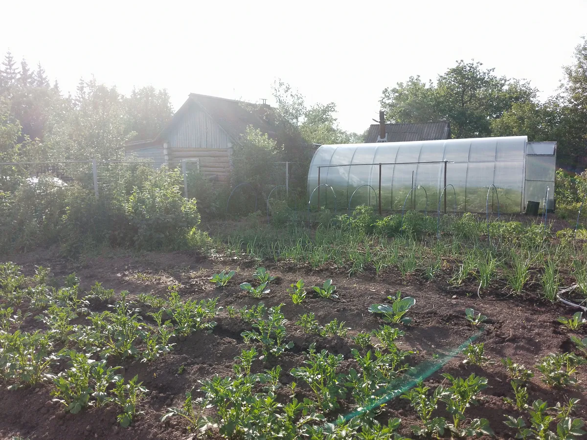 Рассыпаю это зерно каждые 4 метра в октябре - грядки дают тройное плодородие весной