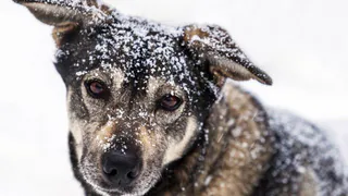 В Рязани состоится благотворительный сбор вещей для животных приюта