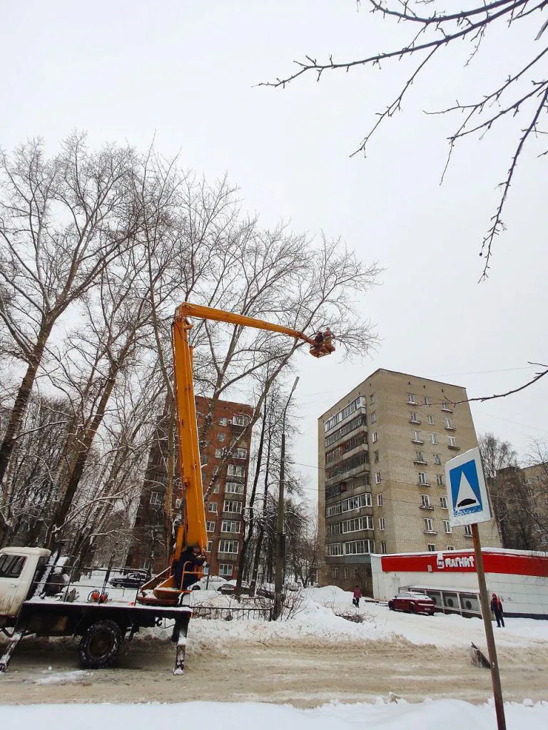 В Глазове завершают работы по обрезке аварийных деревьев