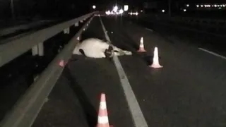 На трассе под Рязанью легковушка сбила корову