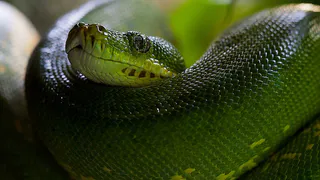 Змея принесёт небесное счастье на кончике хвоста: Павел Глоба назвал 3 знака зодиака, которым символ года подарит фантастический 2025