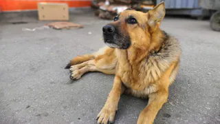 Дай лапку: Матрена, Лео и Викинг в поисках любящих сердец