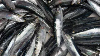 Полезная рыба: какую выбрать для здоровья