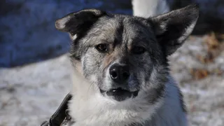 В Михайловском районе собака заразилась бешенством от лисы