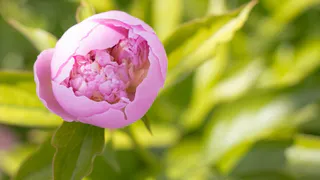 Делаю это с пионами каждый сентябрь: очень простые действия для обильного цветения — большие и красивые кусты