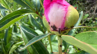 Муравьи исчезли с грядок за 3 дня — развела в ведре копеечное средство и забыла о нашествии