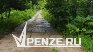 На территории «Пензенской Швейцарии» растет опасный борщевик