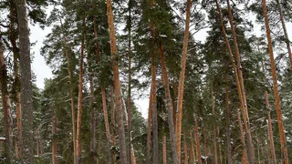 В Клепиковском районе вырубили лес на миллион рублей