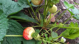 Жители самого северного города в Коми дождались урожая клубники