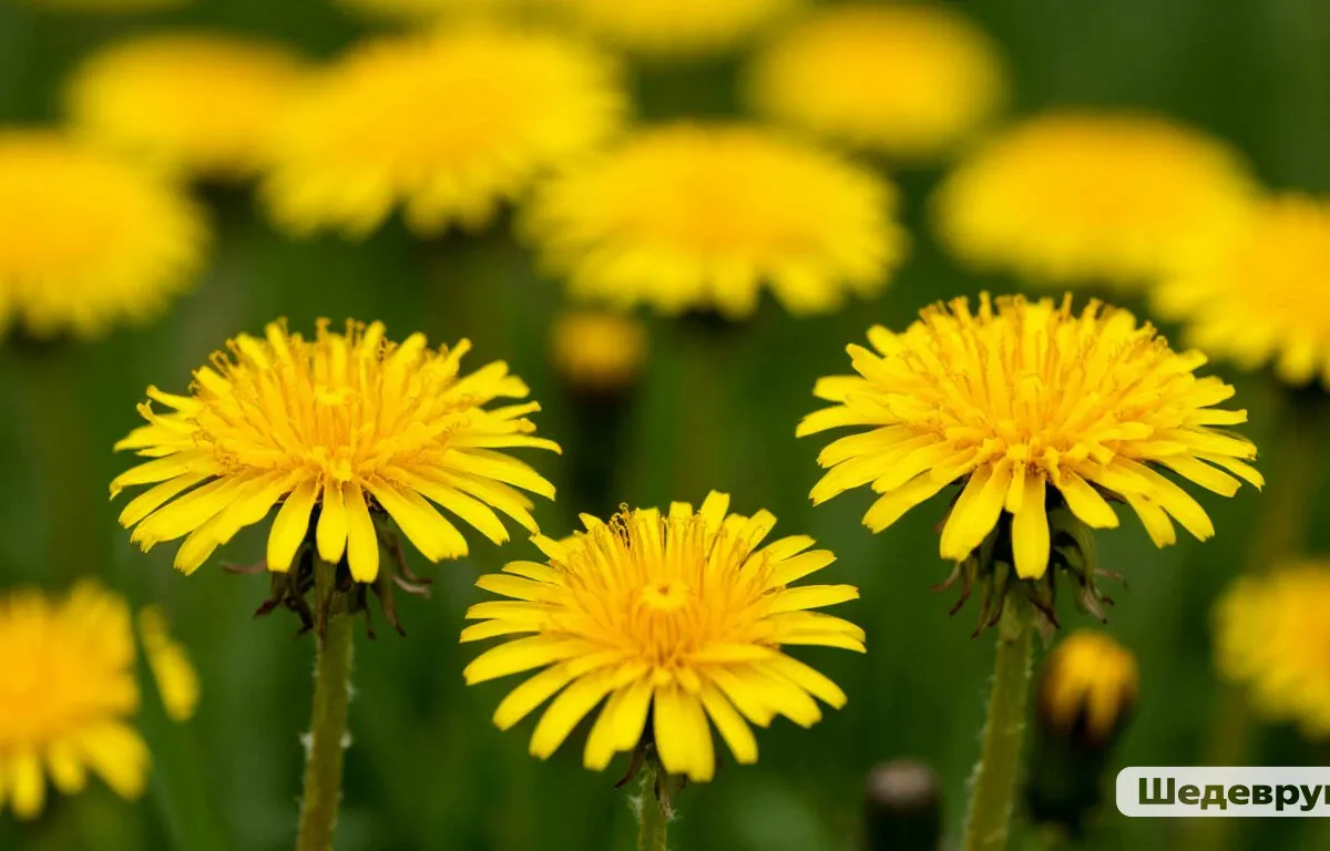 Одуванчики не косить — 500 грамм на 10 литров — вот вам эффективное средство защиты для клубники