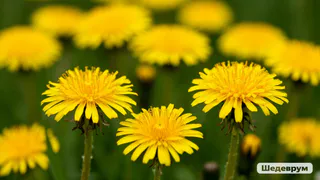 Одуванчики не косить — 500 грамм на 10 литров — вот вам эффективное средство защиты для клубники