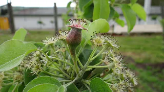 Почему важно удалять волчки с груши: советы по уходу за деревом