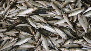 Названа самая полезная рыба - ешьте 2 раза в неделю, богата селеном, фосфором и хороша на вкус