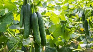 Боремся с неправильной кривизной огурцов