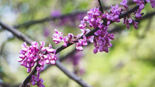 Не кустарник, а волшебное дерево: меняет окрас весь сезон и пахнет пряниками — неприхотливо и восхитительно красиво