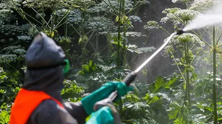 В Муроме из местного бюджета выделили 13 миллионов рублей на борьбу с борщевиком