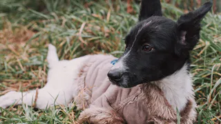 Дай лапку: Базилик, Лапа и Феликс ищут хозяев