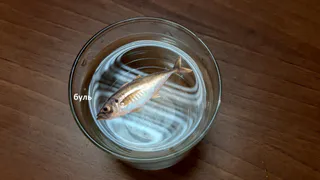 Вода пахнет рыбкой: рязанцы жалуются, Роспотребнадзор изучает пробы