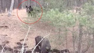 Видео - стадо кабанов пасется под Рязанью в 10 метрах от дороги