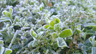 В ночь на 8 мая в Рязанской области похолодает до -5 градусов