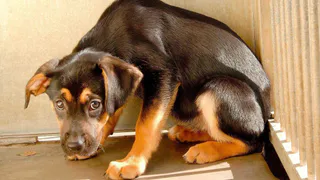 Еда, заказанная по интернету, опасна для домашних питомцев