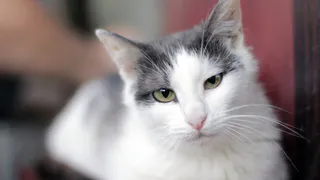 Дай лапку: Дорри, Тиша и Михей ищут своих хозяев