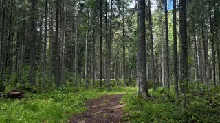 В Коми отменили особый режим из-за стабилизации пожарной обстановки