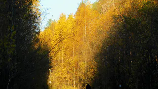 В Коми завершён пожароопасный сезон 2025 года