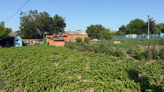 Только 2 сорта картошки от умных дачников: До 700 кг с 1 сотки, вкус - просто пушка