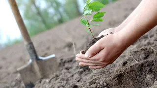 Акция «День посадки леса» в Татарстане