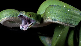 Женщину из Владимира укусила ядовитая змея