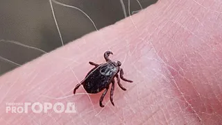 Энцефалитная тревога: на Южном Урале госпитализируют пациентов с укусами клещей