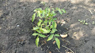 При первых цветках на томатах — сразу: ложку в ведро — кисти пойдут одна за одной, завязей тьма