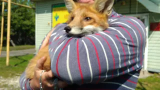 Семейная пара из Спасска спасла в лесу двух лисят