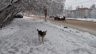 «Страшно отправлять детей в школу одних»: жители д. Турлатово опасаются выходить на улицу из-за бездомных собак