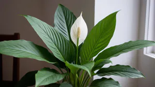 Домашний спатифиллум: как за этим растением правильно ухаживать — советы квалифицированного цветовода