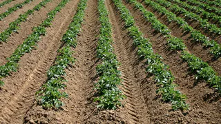 Это строго запрещено со 2 мая: за посадку картошки на даче будут безжалостно штрафовать