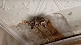 Во Владимире прокуратура организовала проверку в доме с грибами на потолке