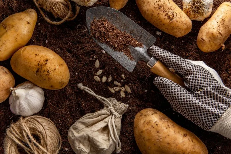 С двух лунок по ведру: 1 хитрость дарит феноменальный урожай картошки