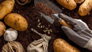 С двух лунок по ведру: 1 хитрость дарит феноменальный урожай картошки