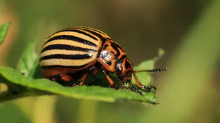 Опрыскиваю картофель простым домашним средством — колорадский жук больше не досаждает: заодно подкормили растения