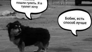 Выбросили из окна: жители дома на улице Маяковского придумали новый способ избавляться от собачьих “сюрпризов”