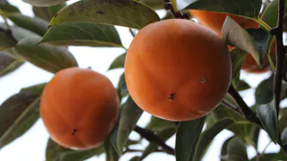 "Не берите даже бесплатно": абхазские рынки "завалены" вяленой хурмой, но мы её категорически не покупаем. Раз в жизни пробовал - хватило