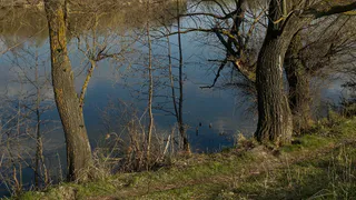 В Рязанскую область после зимовки вернулись болотные совы