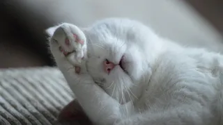 Названы три вида лакомства, которыми можно баловать кошек