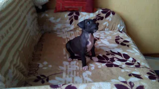 В Рязани мать выгоняет студентку из дома из-за щенка, которого сама же ей и выбрала